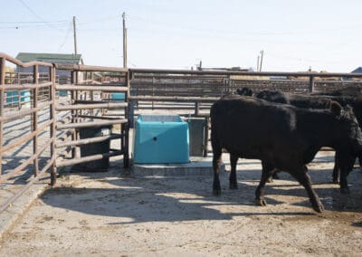 Precast Concrete Livestock Waterer