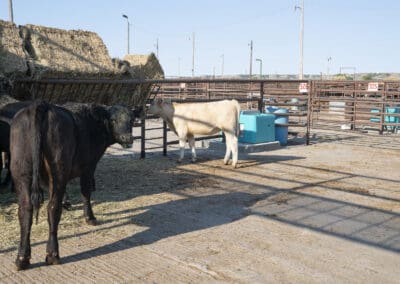 Super-Insulated Precast Concrete Livestock Waterers