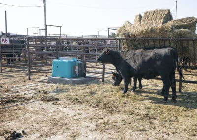 Livestock next to a Cancrete watering tank