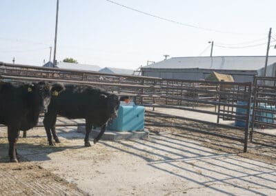 Precast Concrete Livestock Waterer
