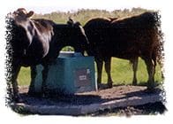 EasyPad with Cancrete Waterer